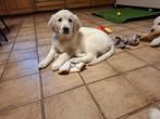 Golden retriever, Golden retriever, België, Fokker | Hobbymatig, 8 tot 15 weken
