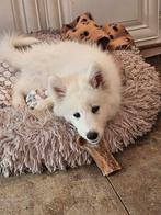 Samojeed pup teefje, 8 tot 15 weken, Teef, Poolhond, Eén hond