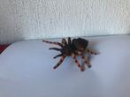 Vogelspin Tarantula Collecta, Ophalen of Verzenden, Zo goed als nieuw