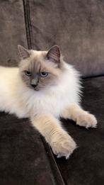 100% ragdoll, Dieren en Toebehoren, Katten en Kittens | Raskatten | Langhaar, Kater