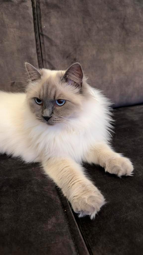 ragdoll bucur, Dieren en Toebehoren, Katten en Kittens | Raskatten | Langhaar, Kater