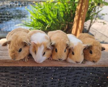 Lieve jonge cavia's,  handtam en gewend aan kinderen  beschikbaar voor biedingen