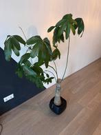 Kamerplant Geldboom inclusief chique pot, Ophalen, Zo goed als nieuw