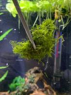 Fissidens Fontanus 50cc | Aquarium mos, Dieren en Toebehoren, Vissen | Aquaria en Toebehoren, Nieuw, Plant(en), Steen of Hout