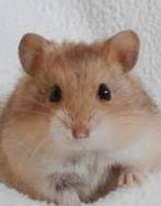 Campbelli hamster, Dieren en Toebehoren, Mannelijk, Hamster