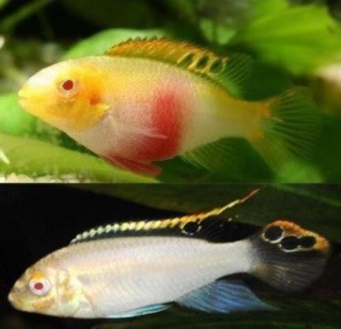 Nieuw binnen!!! albino kersenbuik € 7,95 per stuk!!!, Dieren en Toebehoren, Vissen | Aquariumvissen, Zoetwatervis, Vis