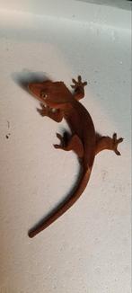 Wimpergekko's 7.0, Dieren en Toebehoren, Reptielen en Amfibieën, Overige soorten, 0 tot 2 jaar