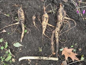 Heggenrank Knollen te koop beschikbaar voor biedingen