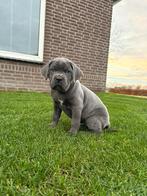 Cane Corso teefje te koop! Mag meteen mee naar huis, Rabiës (hondsdolheid), Overige rassen, 8 tot 15 weken, Meerdere