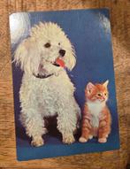 Rode kitten naast witte poedel, Verzenden, 1980 tot heden, Gelopen, Hond of Kat