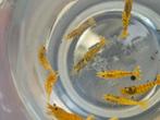 Golden Galaxy caridina garnalen aquarium, Dieren en Toebehoren, Vissen | Aquariumvissen, Kreeft, Krab of Garnaal