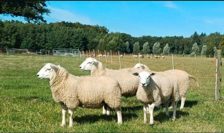 Tekoop swifter stamboek dekrammen, Dieren en Toebehoren, Schapen, Geiten en Varkens, Geit, Vrouwelijk