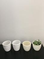 4 Bloempotjes met 1 plantje, Tuin en Terras, Bloempotten, Ophalen, Rond, Zo goed als nieuw, Minder dan 25 cm