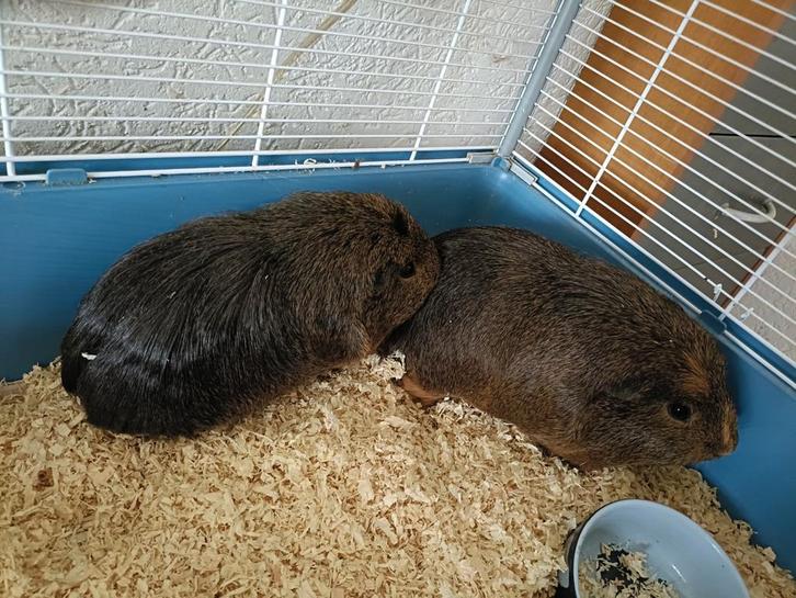 Twee lieve cavia's zoeken huisje  (met hok en toebehoren), Dieren en Toebehoren, Konijnen, Klein, Mannelijk, 0 tot 2 jaar