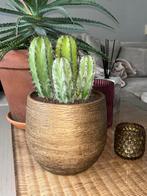Cactus in pot goud, Rond, Ophalen of Verzenden, Zo goed als nieuw, Aardewerk