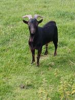Dwerg geiten dekbok, Dieren en Toebehoren, Schapen, Geiten en Varkens, Mannelijk, Schaap