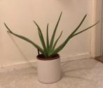 Aloe vera kamer plant  grote dike bladen incl pot, Huis en Inrichting, Kamerplanten, Ophalen, Halfschaduw, Minder dan 100 cm