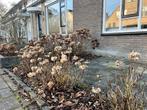 5x Hortensia’s (Hortensia macrophylla), Ophalen, Overige soorten, Halfschaduw
