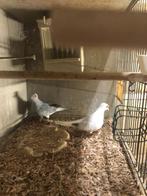 Diamand duifjes Te koop., Dieren en Toebehoren, Vogels | Overige Vogels, Meerdere dieren, Tropenvogel