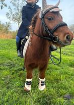 Te koop Shetlander betuigd en officieel gestart, Gechipt, B, Ruin, A pony (tot 1.17m)