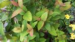 hertshooi Hypericum androsaemum is halfwintergroen, Ophalen of Verzenden, Vaste plant, Overige soorten, Volle zon