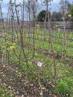 Malus dom. ‘Topaz’, Ophalen, 100 tot 250 cm, Appelboom, Lente
