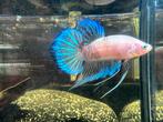 Wild hybrid betta male: cello spadetail, Dieren en Toebehoren, Vissen | Aquariumvissen, Vis