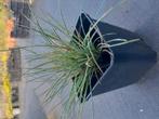 Festuca elijah blue blauw schapegras vanaf 0.75 euro per stu, Ophalen of Verzenden, Overige soorten, Volle zon