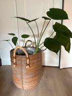 Grote plant met pot - 45cm hoog, Tuin en Terras, Bloempotten, 25 tot 40 cm, Overige materialen, Gebruikt, Rond