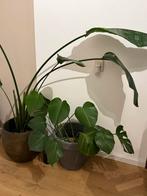 Monstera in Beautanic Pot & Vulkaankorrels, Tuin en Terras, Vaste plant, Bloeit niet, Halfschaduw, Ophalen