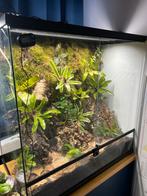 Terrarium, Dieren en Toebehoren, Reptielen en Amfibieën, Amfibie, 0 tot 2 jaar