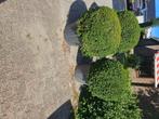 Bol taxus 3 stuks meter breed, Tuin en Terras, Ophalen, Taxus, Struik, Minder dan 100 cm