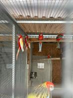 Pracht rosella s van 25, Dieren en Toebehoren, Vogels | Parkieten en Papegaaien, Meerdere dieren, Parkiet, Geringd