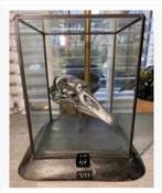 Vitrine met echte opgezette vogel schedel, op houten voet, Ophalen of Verzenden, Nieuw, Vogel, Overige typen