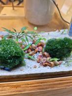 Posthoornslak, Dieren en Toebehoren, Slak of Weekdier, Zoetwatervis