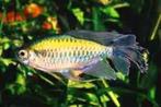 Nieuw binnen!!! Congo zalm 5-6 cm!!! mooi op kleur!!!, Dieren en Toebehoren, Vis, Zoetwatervis
