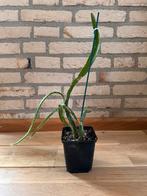 Dragonfruit Pitaya Cactus Plant, Ophalen, Fruitplant, Minder dan 100 cm