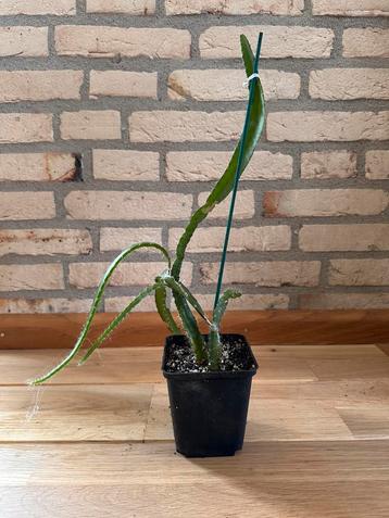 Dragonfruit Pitaya Cactus Plant beschikbaar voor biedingen