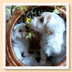 Maltipoo, Dieren en Toebehoren, Honden | Chihuahua's en Gezelschapshonden, Overige rassen, 8 tot 15 weken, Meerdere, Meerdere dieren