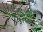 Yucca, Ophalen of Verzenden, Yucca, Halfschaduw, 150 tot 200 cm