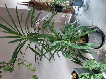 Yucca beschikbaar voor biedingen