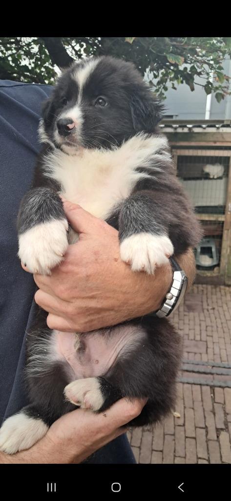 Australian Shepherd pups, Dieren en Toebehoren, Honden | Herdershonden en Veedrijvers, Meerdere dieren, Herder, Particulier, Meerdere