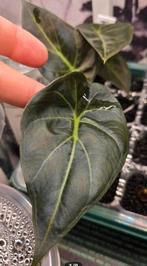 Baby alocasias aanbieding!, Ophalen of Verzenden