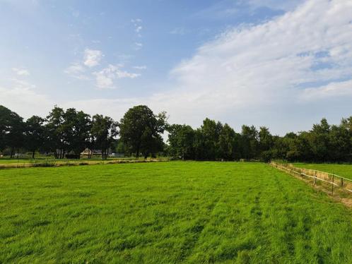 Weidegang met schuilstal nabij Apeldoorn, Dieren en Toebehoren, Stalling en Weidegang, Weidegang
