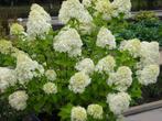 Actie!! Hydrangea paniculata Limelight, Schapenkop hortensia, Minder dan 100 cm, Ophalen of Verzenden, Struik, Hortensia