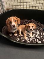 Pomteck pups, Dieren en Toebehoren, Honden | Teckels en Dashonden, België, Particulier, Rabiës (hondsdolheid), Reu