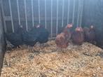 Trio wyandotte kriel, Dieren en Toebehoren, Pluimvee, Meerdere dieren, Kip