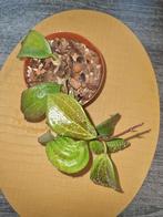 Hoya quinquenervia, Ophalen of Verzenden, Overige soorten, Minder dan 100 cm