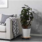 Plant, Ophalen of Verzenden, Overige soorten