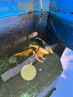 Nog 5 Japanse baby koi karpers 1 jaar oud / eigen kweek, Karper of Koi